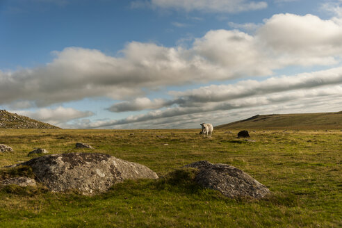 Vereinigtes Königreich, England, Cornwall, Bodmin Moor, Schafe - PAF001030