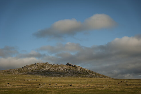 Vereinigtes Königreich, England, Cornwall, Bodmin Moor, Rough Tor - PAF001031