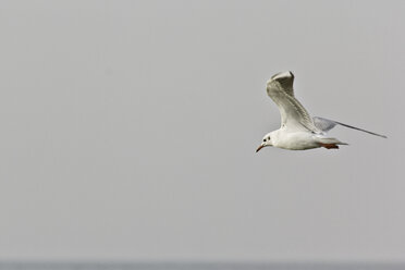 Flying seagull in front of clear grey sky - MELF000036