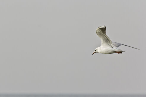 Fliegende Möwe vor klarem grauen Himmel - MELF000036