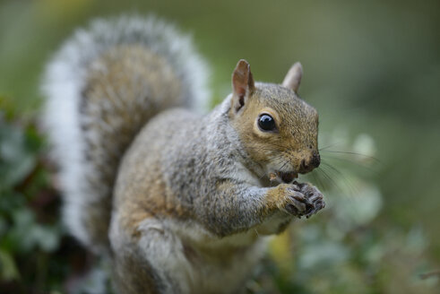 Grauhörnchen, Sciurus carolinensis, beim Fressen - MJOF000846