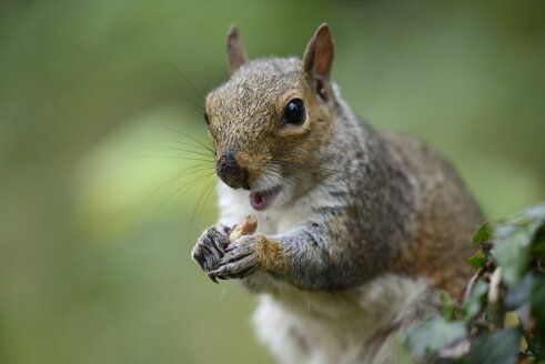 Grauhörnchen, Sciurus carolinensis, frisst eine Nuss - MJOF000845