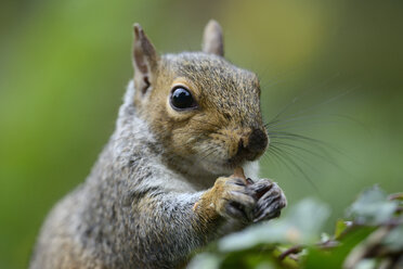 Grauhörnchen, Sciurus carolinensis, beim Fressen - MJOF000844