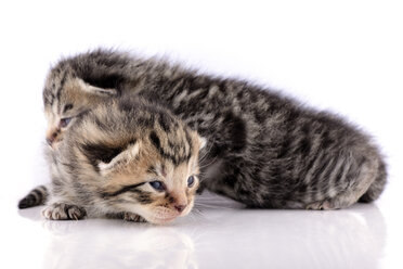 Zwei getigerte Kätzchen, Felis Silvestris Catus, auf weißem Grund - MJOF000854