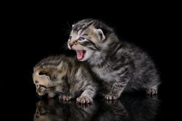 Two tabby kittens, Felis Silvestris Catus, on black ground - MJOF000852