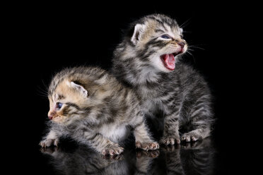 Two tabby kittens, Felis Silvestris Catus, on black ground - MJOF000851