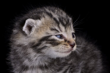 Porträt eines getigerten Kätzchens, Felis Silvestris Catus, vor schwarzem Hintergrund - MJOF000850