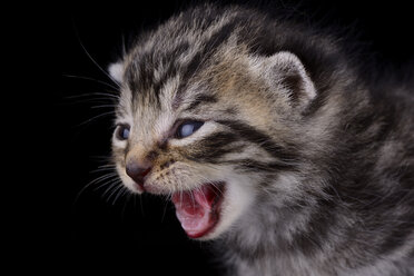 Porträt eines schreienden Tabby-Kätzchens, Felis Silvestris Catus, vor schwarzem Hintergrund - MJOF000849