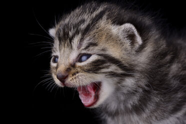 Portrait of screaming tabby kitten, Felis Silvestris Catus, in front of black background - MJOF000849