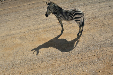 Namibia, Solitaire, Steppenzebra stehend auf der Fahrbahn im Sonnenlicht - MBF001216