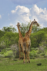 Namibia, Etosha-Nationalpark, zwei Giraffen, Giraffa camelopardalis - MBF001217