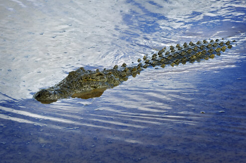 Namibia, Erindi Private Game Reserve, schwimmendes Nilkrokodil, Crocodylus niloticus - MBF001219