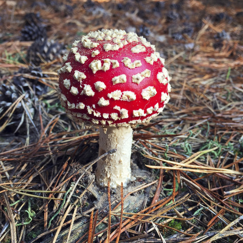 Fly agaric in a forest stock photo