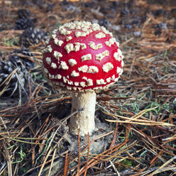 Fliegenpilz in einem Wald - AFF000127