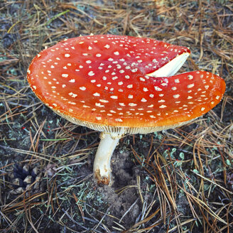 Fliegenpilz in einem Wald - AFF000128