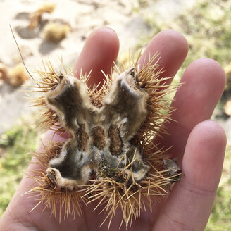 Chestnut shell in hand - AFF000134