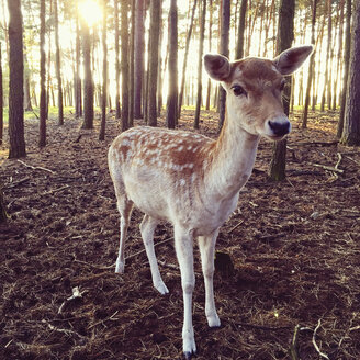 Deer in a forest - AFF000136