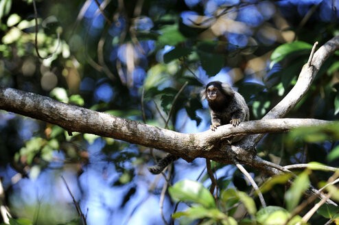 Brasilien, Bundesstaat Rio de Janeiro, Ilha Grande, Schwarzbüscheläffchen im Baum - FLKF000534