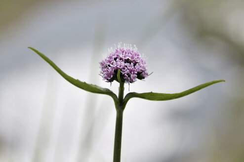 Österreich, Salzkammergut, Berg-Valeria, Valeriana montana - FLKF000519