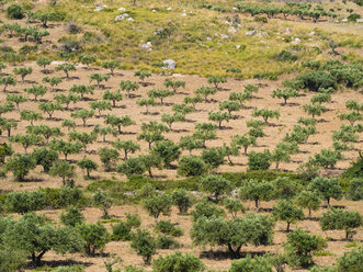 Italien, Sizilien, Olivenbaumplantage bei Purgatorio - AMF003069