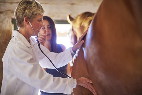 Tierarzt bei der Untersuchung eines Pferdes im Stall, lizenzfreies Stockfoto