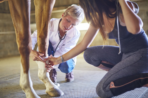 Tierarzt bandagiert das Bein eines Pferdes im Stall, lizenzfreies Stockfoto