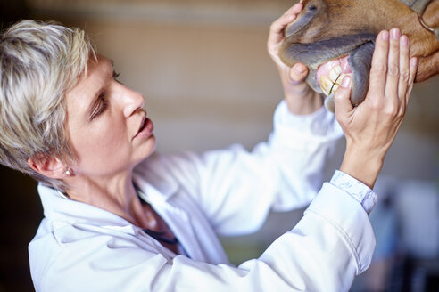Veterinarian examining teeth of a horse in stable - ZEF001740