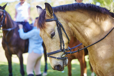 Reitendes Pferd mit Menschen im Hintergrund - ZEF001745