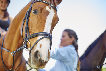 Porträt eines Reitpferdes - ZEF001748