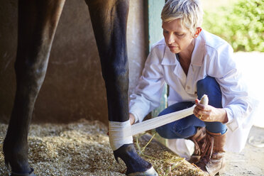 Tierarzt bandagiert das Bein eines Pferdes - ZEF001764