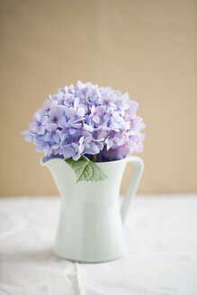 Glas mit Blüte einer lila Hortensie - ECF000737