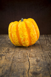 Chameleon pumpkin on dark wood - LVF002152