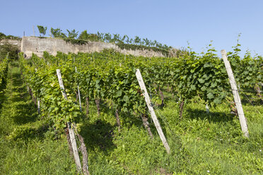 Deutschland, Baden-Württemberg, Breisach, Eckartsberg, Weinberg - WIF001133