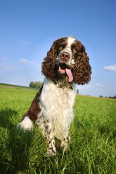 English Springer Spaniel in field, Bavaria, Germany - MAEF009215