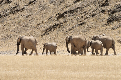 Afrika, Kunene, sechs afrikanische Elefanten, Loxodonta africana, Wanderung durch den Hoanib-Fluss - ESF001433