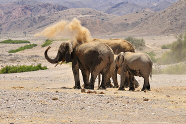 Afrika, Kunene, vier afrikanische Elefanten, Loxodonta africana, am Hoanib-Fluss - ESF001432