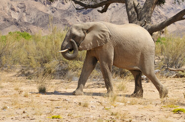 Afrika, Kunene, Afrikanischer Elefant, Loxodonta africana, Wanderung durch den Hoanib-Fluss - ESF001431