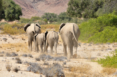 Afrika, Kunene, vier afrikanische Elefanten, Loxodonta africana, Wanderung durch den Hoanib-Fluss - ESF001430