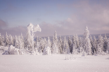 Deutschland, Baden-Württemberg, Schwarzwald, schneebedeckte Bäume am Schliffkopf - PUF000119