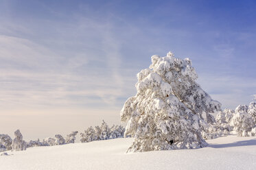 Deutschland, Baden-Württemberg, Schwarzwald, schneebedeckte Bäume am Schliffkopf - PUF000118