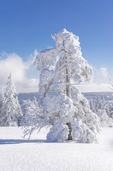 Deutschland, Baden-Württemberg, Schwarzwald, schneebedeckte Bäume am Schliffkopf - PUF000117