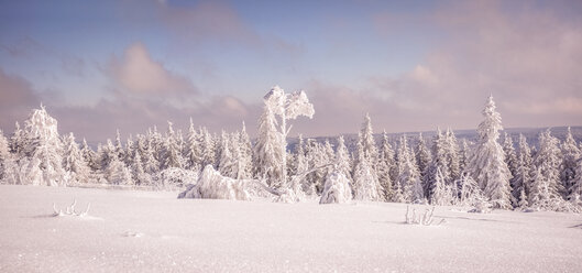 Deutschland, Baden-Württemberg, Schwarzwald, schneebedeckte Bäume am Schliffkopf - PUF000115