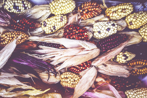 Multi colored corn cobs - LVF002120