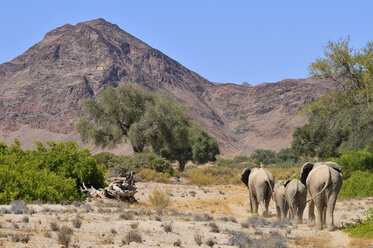 Afrika, Kunene, vier afrikanische Elefanten, Loxodonta africana, Wanderung durch den Hoanib-Fluss - ESF001435