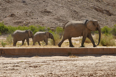 Afrika, Kunene, drei afrikanische Elefanten, Loxodonta africana, Wanderung durch den Hoanib-Fluss - ESF001436