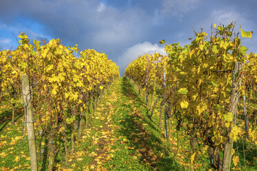 Deutschland, Hessen, Weinberge im Herbst - PUF000150