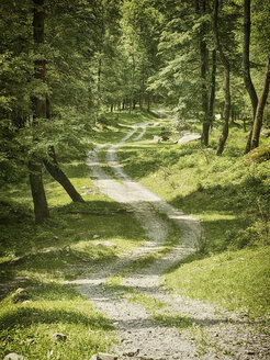 monteviasco, italy, lago maggiore, forest, path, - DSCF000167