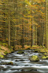 Germany, Bavaria, Bavarian Forest National Park, Kleiner Regen River near Frauenau in autumn - STSF000547