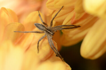 Baumschulnetzspinne, Pisaura mirabilis, auf gelber Blüte - MJOF000859