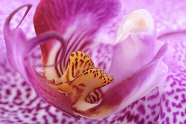 Phalaenopsis, close-up - MJOF000857